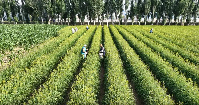 宁夏盐池：4.2万亩黄花菜全面开采