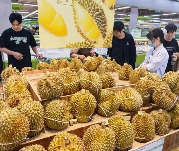 榴莲价格大跳水 仅需13块8一斤即可实现榴莲自由?