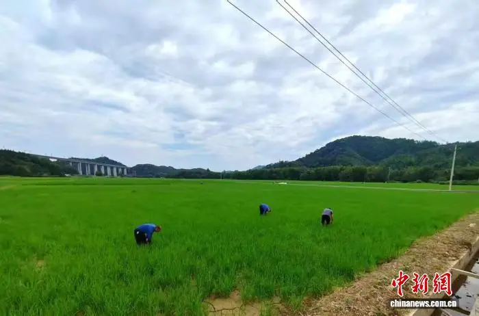 (乡村行·看振兴)聚贤赋能循环农业 江西德兴统战铺就乡村共富路