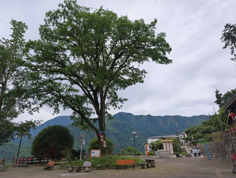 新华走笔丨李力可:石椅村的接力故事