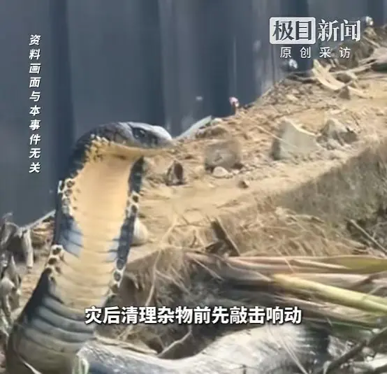 约900条蛇出逃!广西一被咬女子不幸离世!当地最新回应