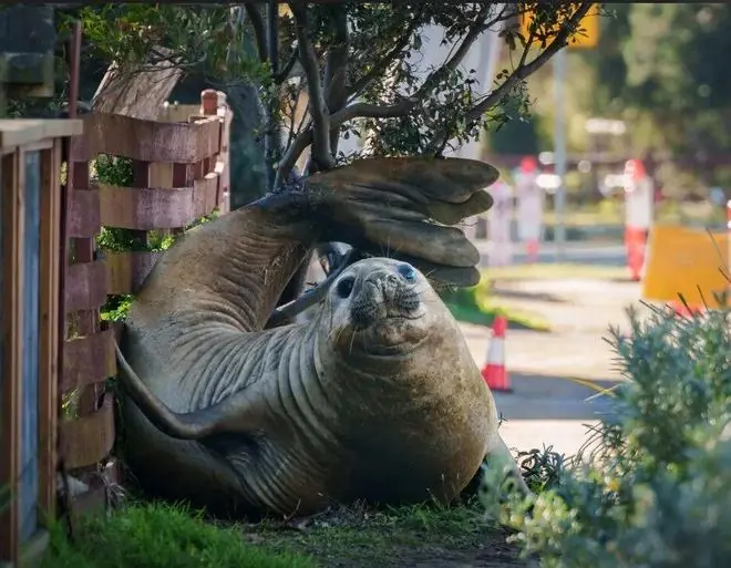胖海豹成了澳洲明星!不爱下海,喜欢当街溜子?可是离人太近,它有点危险...