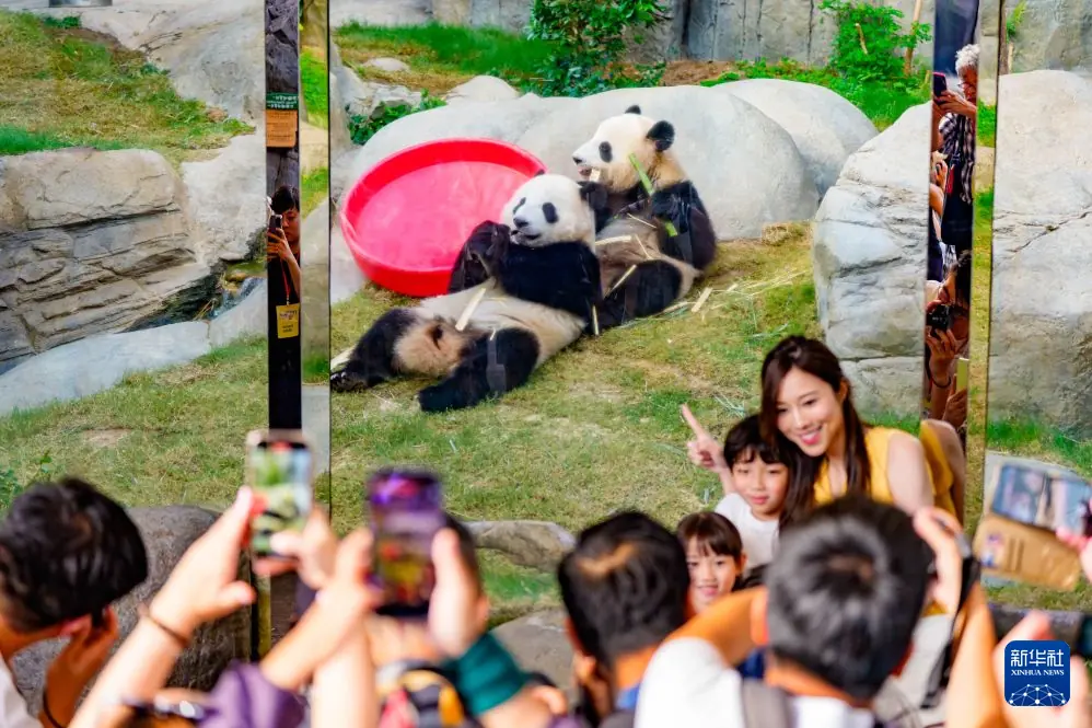 香港海洋公园推出系列活动庆祝6只大熊猫生日