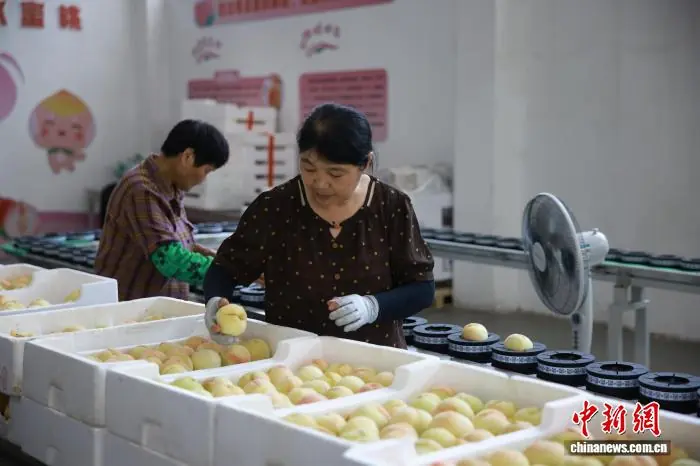 (走进中国乡村)浙江乡村百年蜜桃产业孕育富民“新甜味”