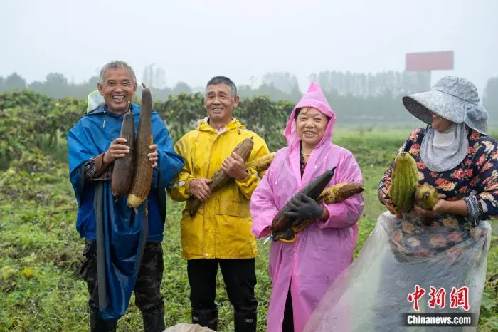 从大别山到旧金山，“中国刷锅神器”丝瓜络逆袭了？