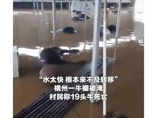 广西洪灾殃及大量动物:一动物园几乎被洪水吞噬,部分猛兽不幸溺亡;养殖场1.6万头猪被冲走,19头牛被淹死