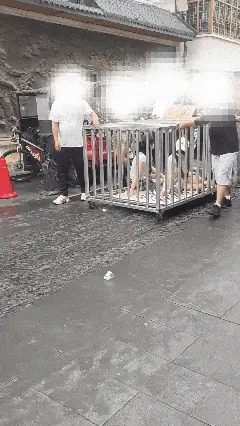 湖南汨罗“两女子与狗被同关铁笼挂牌游街”摆拍事件调查:多人参与“九宫格”直播PK,排名靠后接受关笼惩罚,被拘留人员已增至9人
