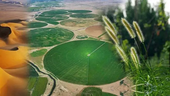 沙漠土壤化是大发明还是伪科学？美国专家认为：沙漠植树弊大于利