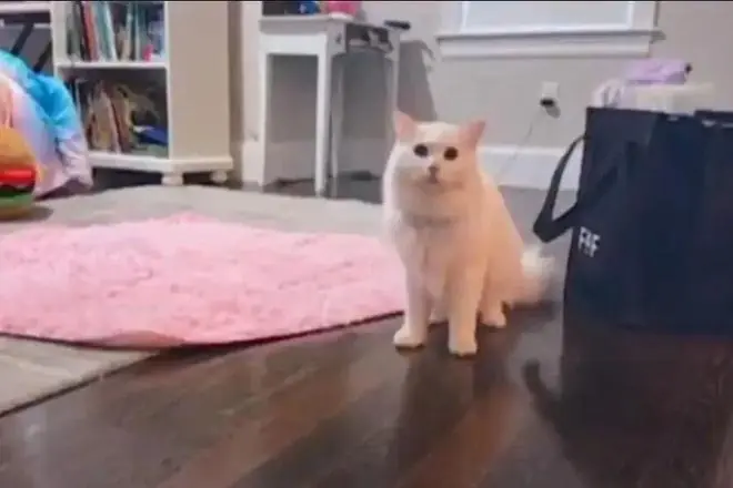 猫丢了?!铲屎官满大街找了30个小时,最后发现这货就没出过门...