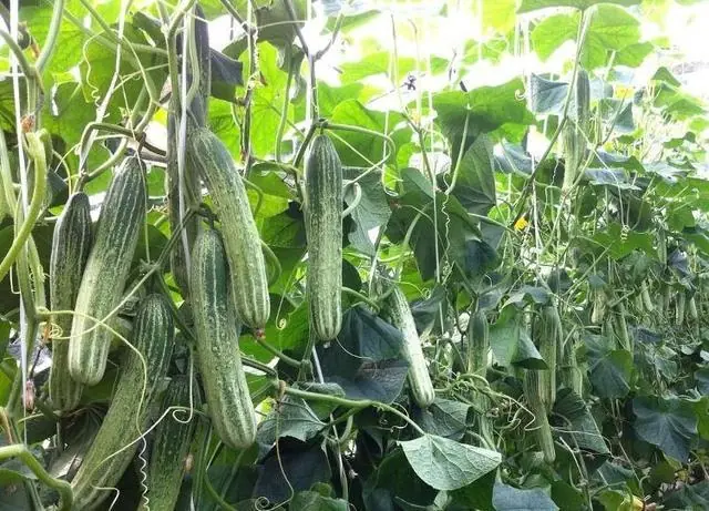 吃半根苦黄瓜竟进医院?专家提醒:发苦可能有毒,千万别硬咽