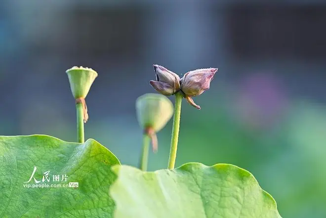 北京莲花池公园并蒂莲一