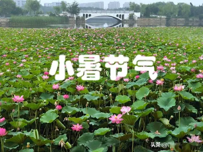 7月7日小暑节气,记得“吃3样,做1事,忌1事”,安康顺遂度夏!